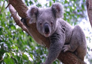 Avustralya da 686 koala öldürüldü!
