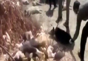 Köpekleri Asit Enjekte Ederek İmha Ettiler! Dehşet Görüntüler...