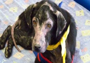 Bu Köpeğin İnsanlara İnsanlara Alerjisi VAR !!! Tüyleri Dökülüyor !!!