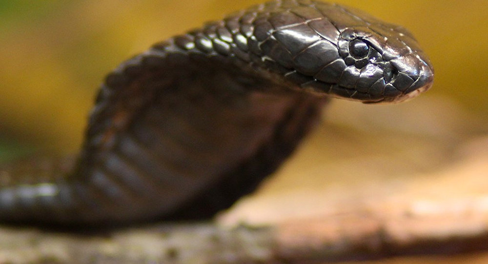 Evden kaçan kobra yılanı aranıyor
