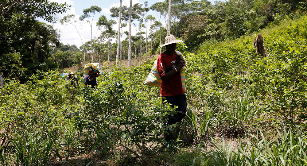 BM den Kolombiya ya koka üretimi uyarısı