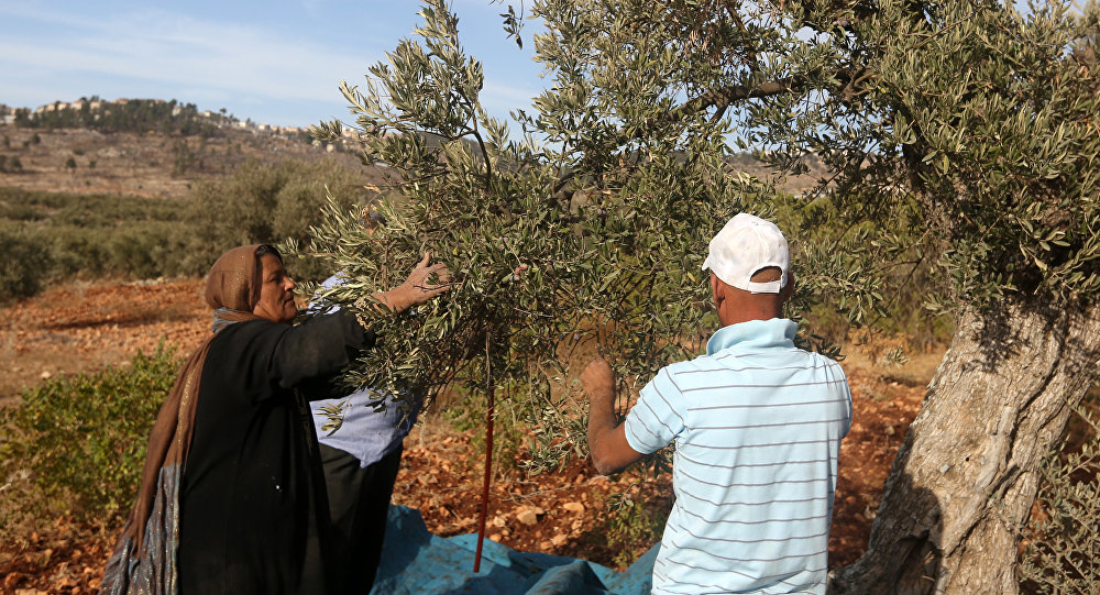 Yahudi yerleşimciler Filistinlilere ait yüzlerce zeytin ağacını ateşe verdi