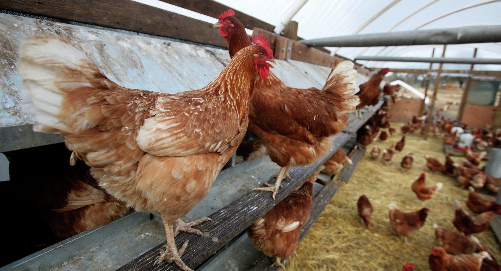  Kanser ilaçları yumurtlayan  tavuk yetiştirildi