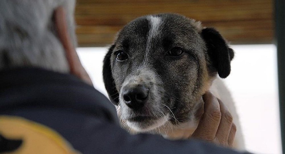 15 yaşındaki annesi tarafından canlı canlı gömülen bebeği, köpek kurtardı