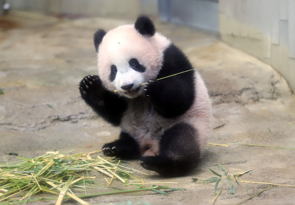 Panda yavrusu, görücüye çıktı