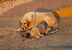 Beykoz da çöp konteynerinde 19 ölü köpek bulundu