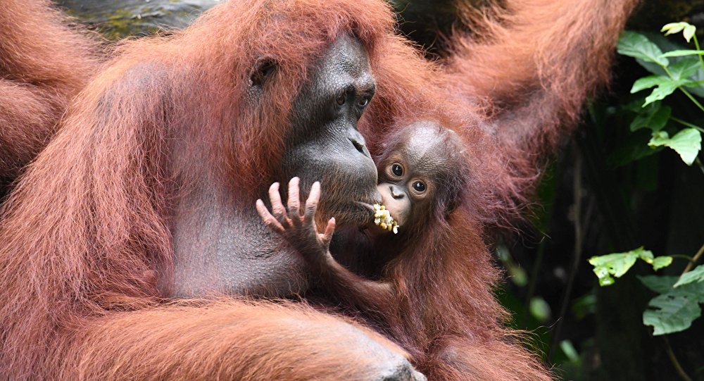 Soyu tehlikede olan orangutanı tüfekle 130 kez vurarak öldürdüler