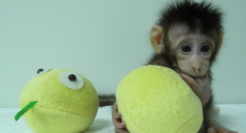Bilim insanları iki maymunu klonlamayı başardı
