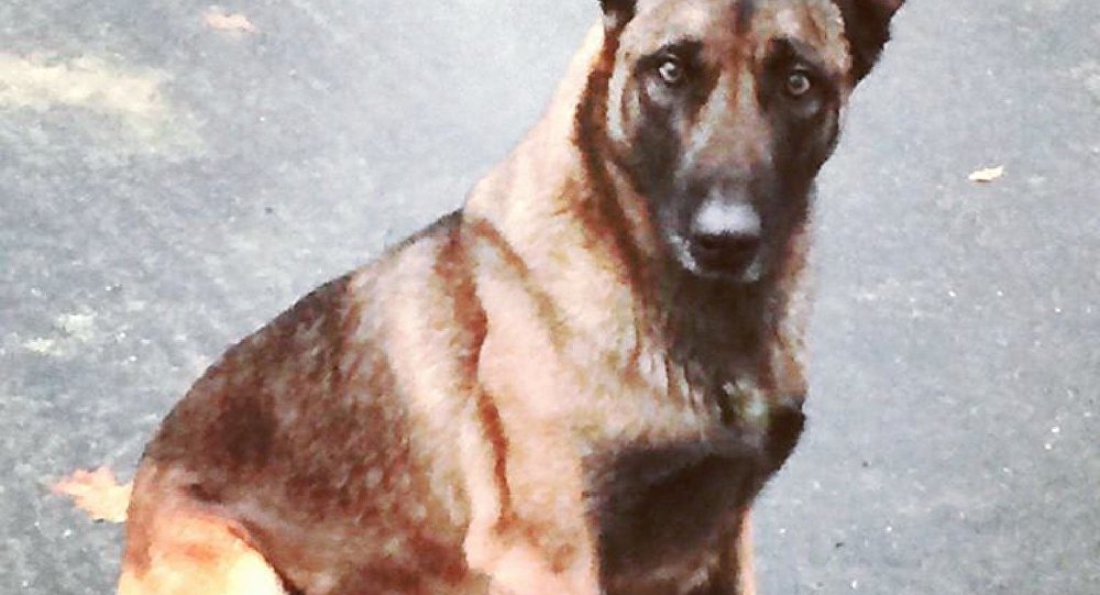 Polis köpeğini ısıran adam tutuklandı