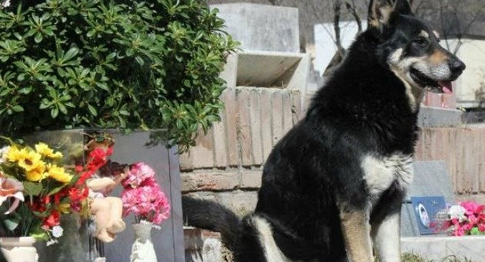 12 yıl sahibinin mezarı başında yaşayan köpek öldü