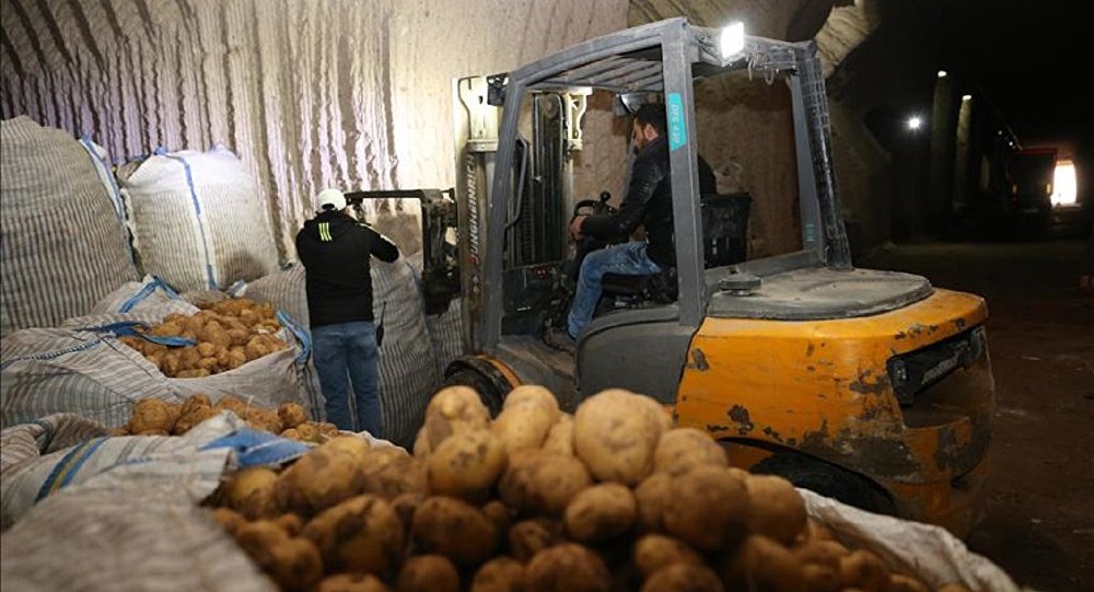 Yerli ve milli patates Nahita, dünyaya açılıyor