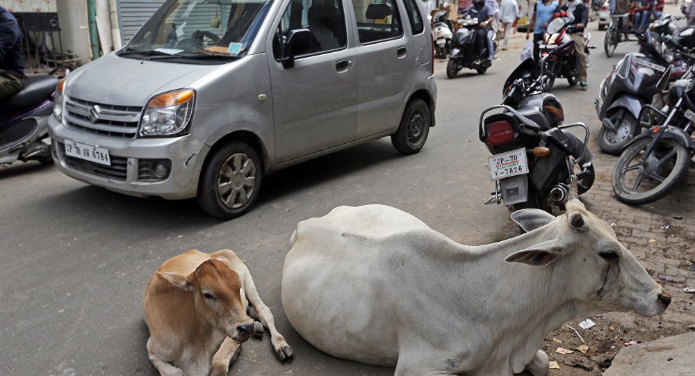 Hindistan da bir kişi,  inek çaldığı için  dövülerek öldürüldü