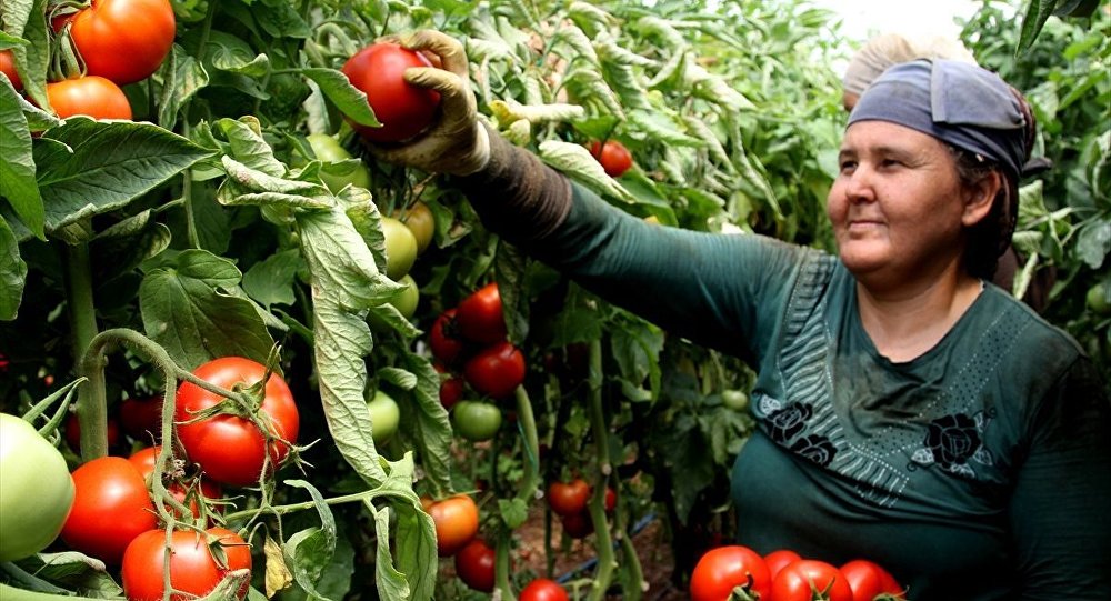 Sağlıklı ve ucuz gıdanın yeni adresi kooperatifler