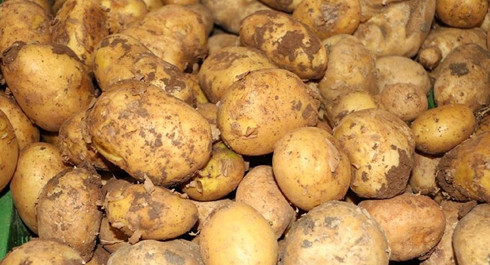 İthal patateste  kimyasal  şüphesi