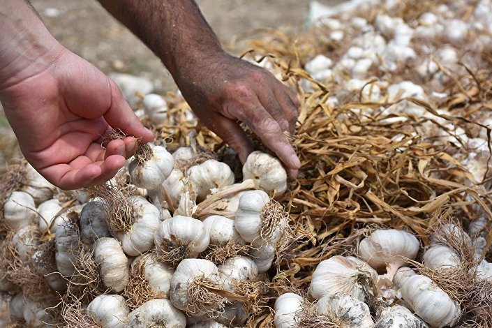 Sarımsak yemenin saymakla bitmeyen faydaları