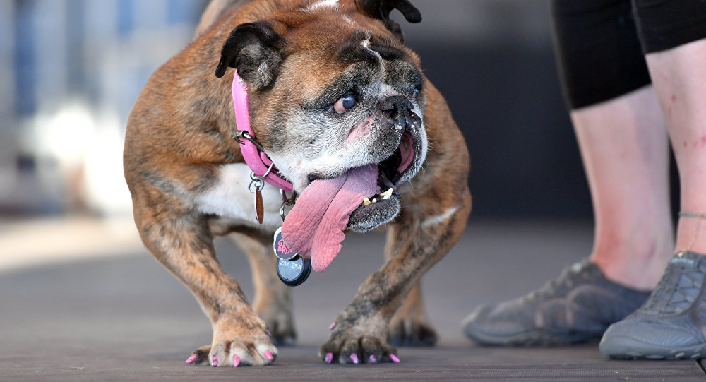  Dünyanın en çirkin köpeği  Zsa Zsa öldü