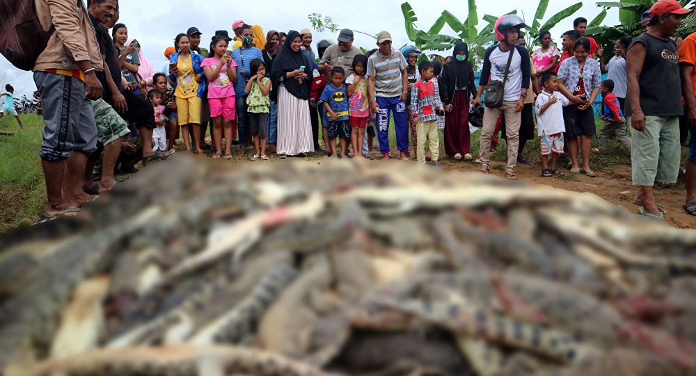 Kızgın köylüler, intikam için 300 timsahı öldürdü