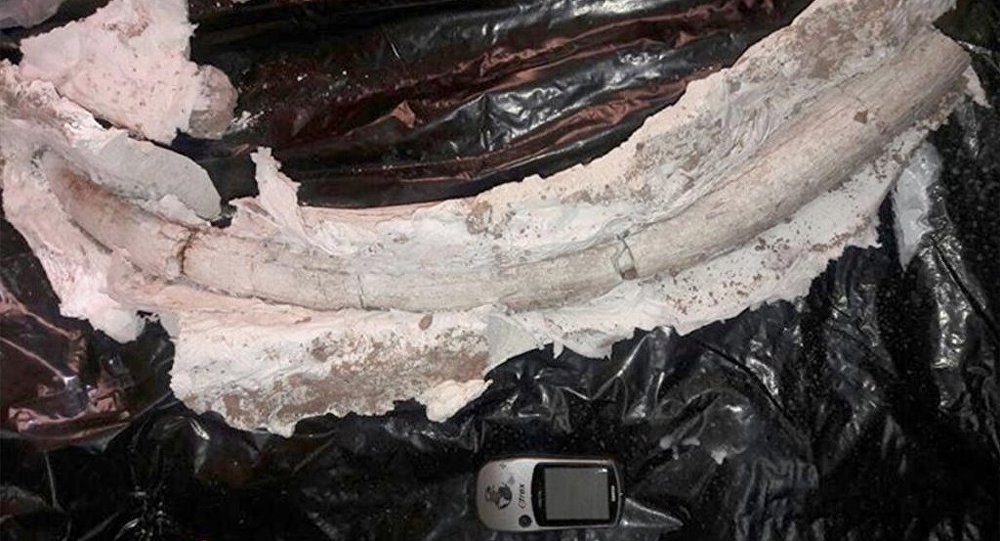 20 milyon yıllık fildişi fosili bulundu