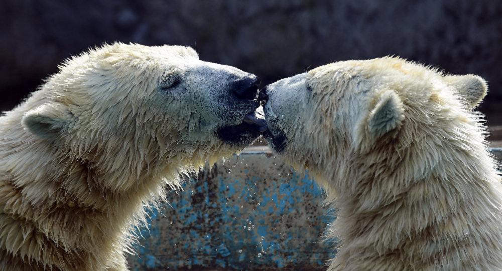 Çiftleşen kutup ayılarını korkutan adama hapis cezası