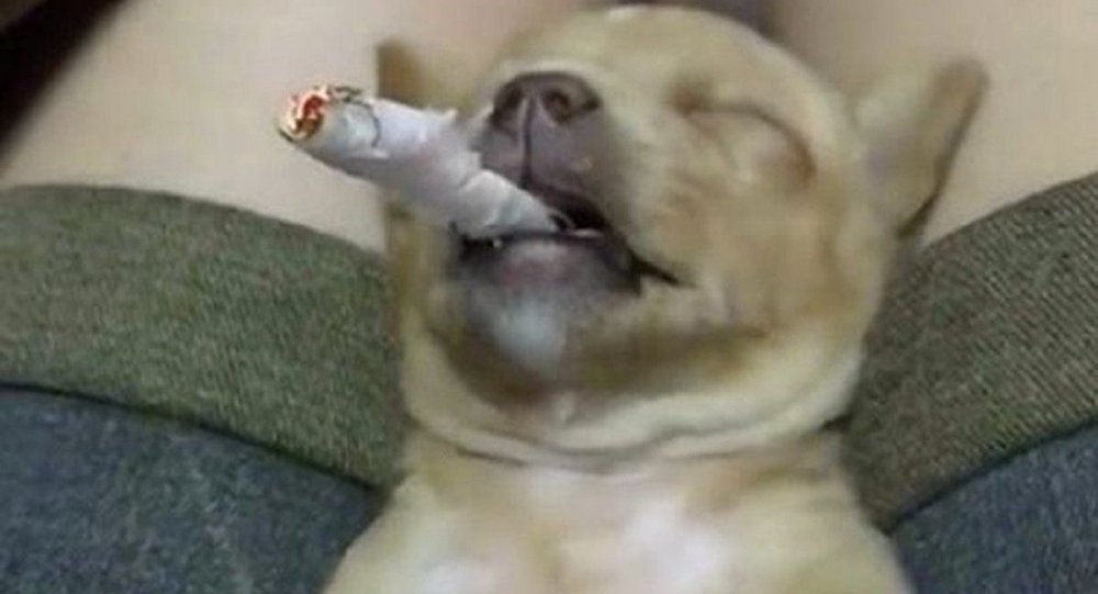 Yavru köpeğe zorla sigara içirdiler