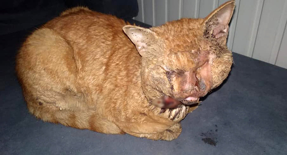 Antalya da kediye işkence: Naylonu eritip gözlerine damlattılar