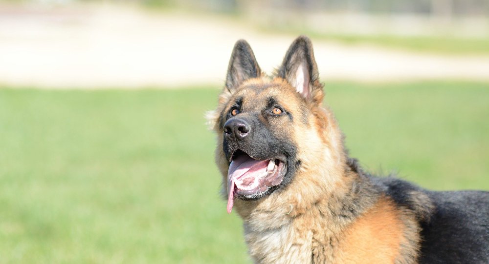 Köpeklerin ‘insan yaşını’ hesaplamak için’ yeni formül