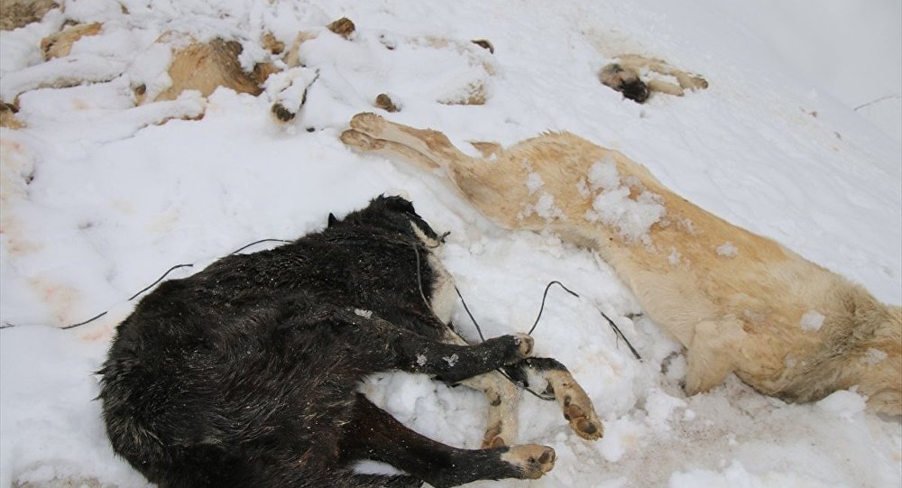 Konya da 7 köpek, ayakları bağlı halde ölü bulundu!