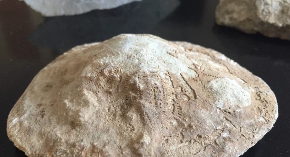 Kahramanmaraş ta 35 milyon yıllık fosiller bulundu!