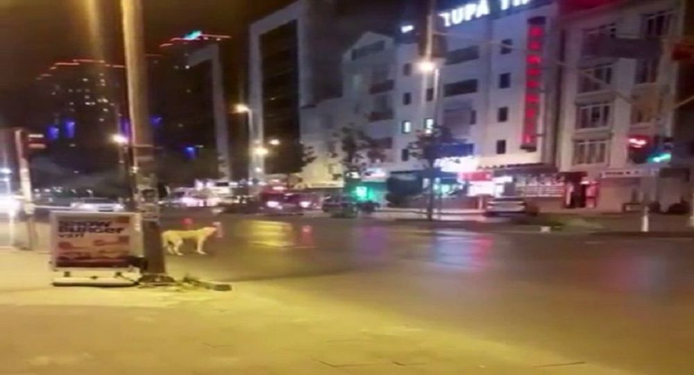 Trafik ışıklarına gelen köpek kırmızıda durdu, yeşilin yanmasını bekledi