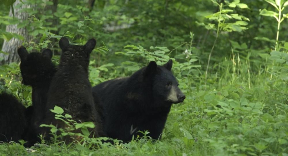 Kanada da kara ayıları  cinsel organları  için avlıyorlar