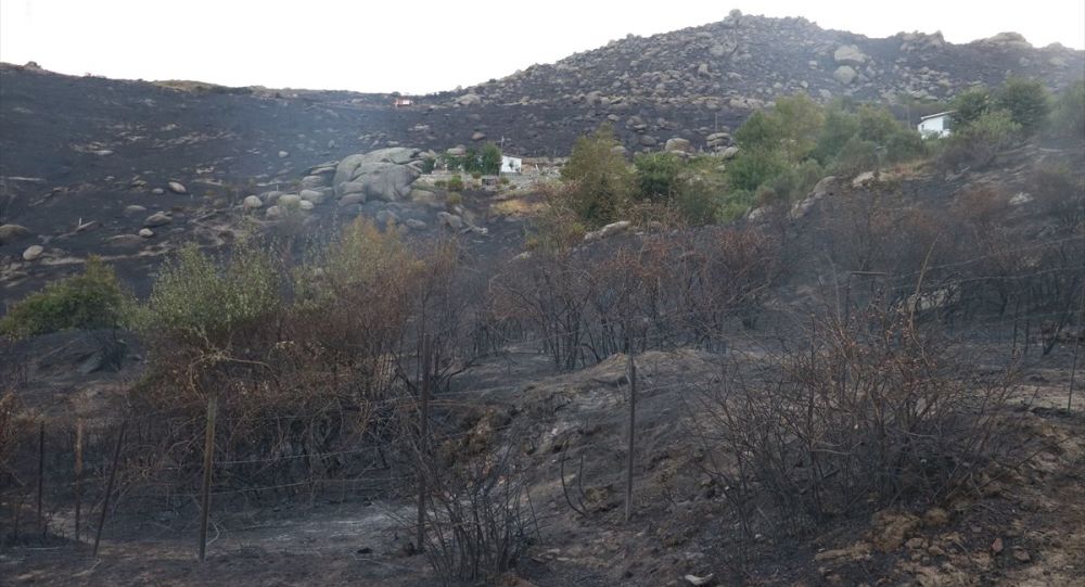 Marmara Adası için  ağaçlandırma seferberliği  başlatılacak