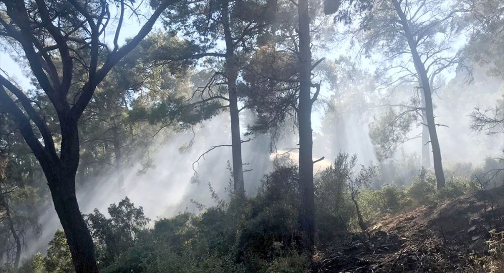 Ordu da bir orman yangını daha