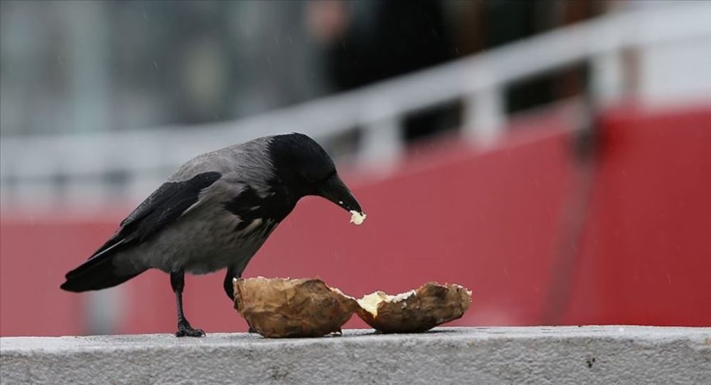 Fast food kargaların da kolesterolünü artırdı!