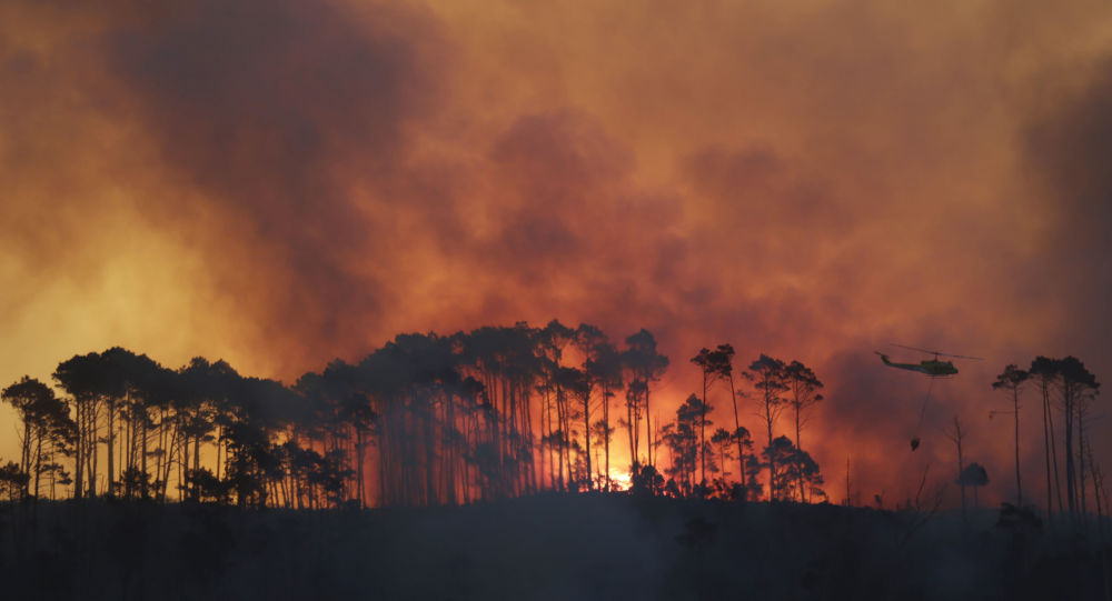 Afrika daki ormanlar da yangına teslim