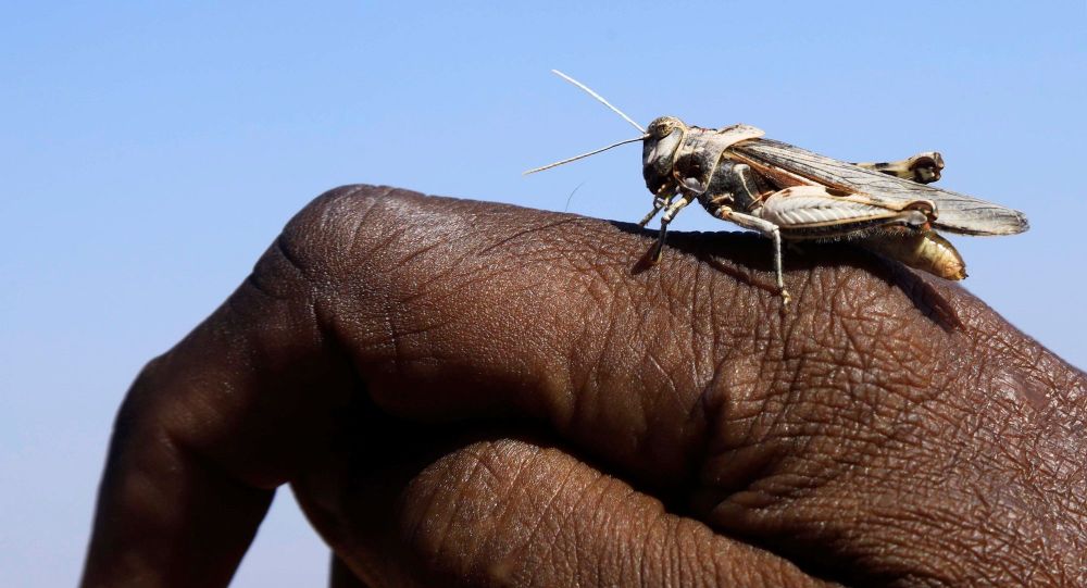 Kenya’dan çekirge istilasına karşı çözüm önerisi: Yiyin