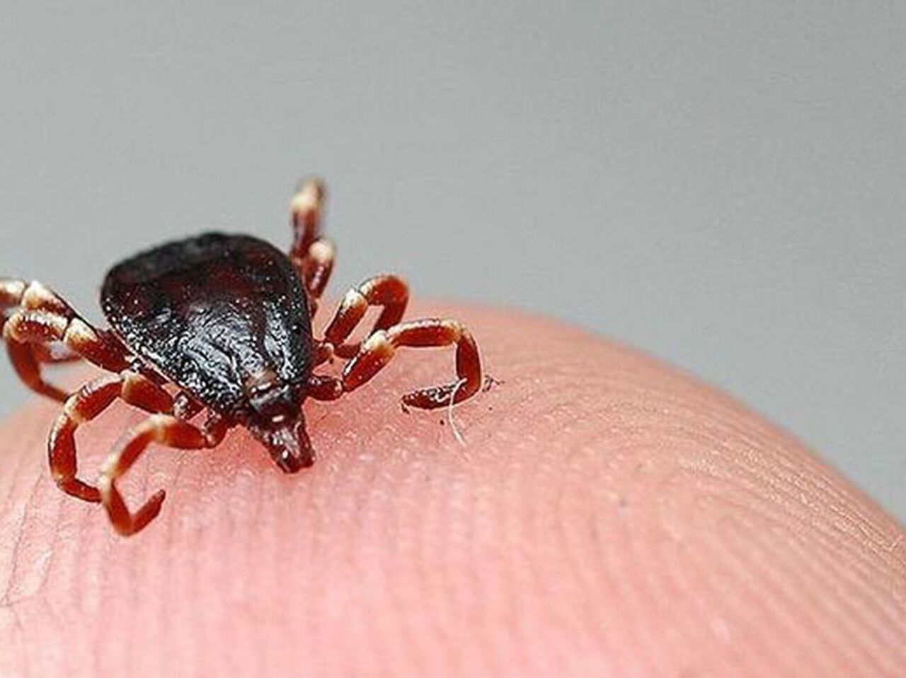 KKKA aşısında kritik eşik aşıldı