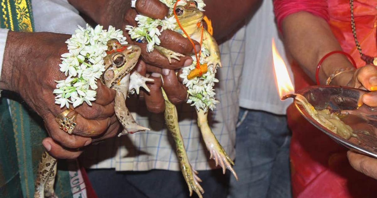 2 kurbağaya evlilik töreni yapıldı!