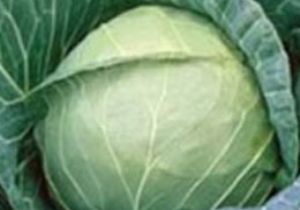 Lahana, lahanaya Alternatif Oldu