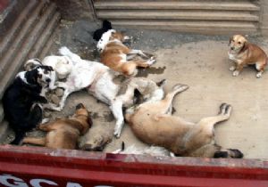 Köpeklerin Öldürülmesine İlişkin Yasa Tasarısı Kabul Edildi