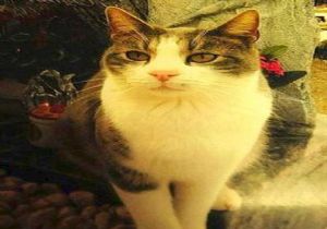  Sahibinin Mezarına Hediye Taşıyan Kedi