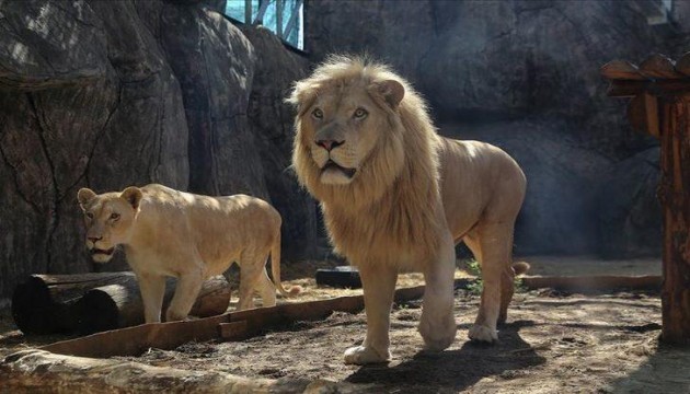 İran da aslan bakıcısını öldürdü