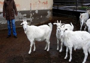 Bol ve ucuz et için koyun ve keçi üretiminden geçiyor!