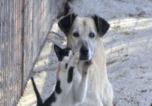 Köpek Çocuğu Isıtarak Kurtardı!