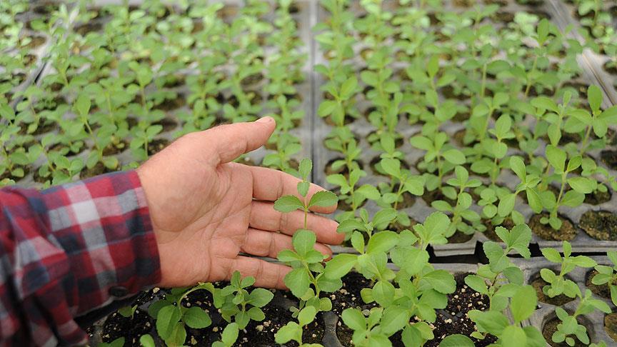  Stevia  şekerin tahtını sallıyor