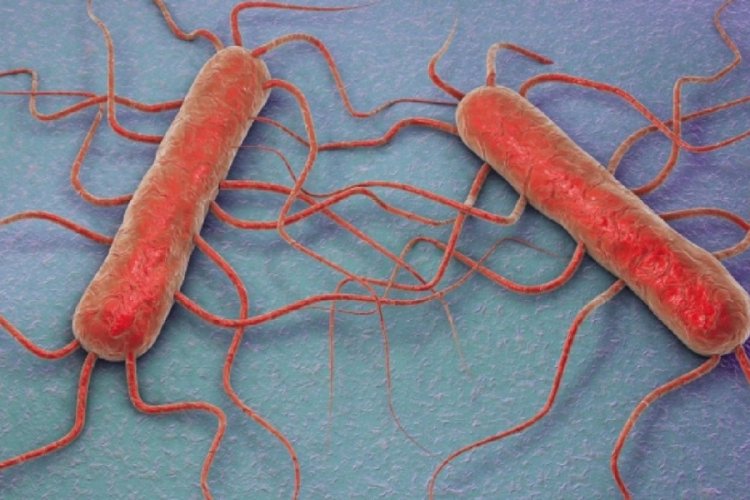 ABD’de listeria alarmı: 6 kişi öldü!