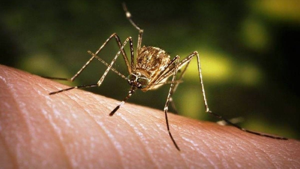 Çin de Chikungunya salgını: Acil durum ilan edildi!