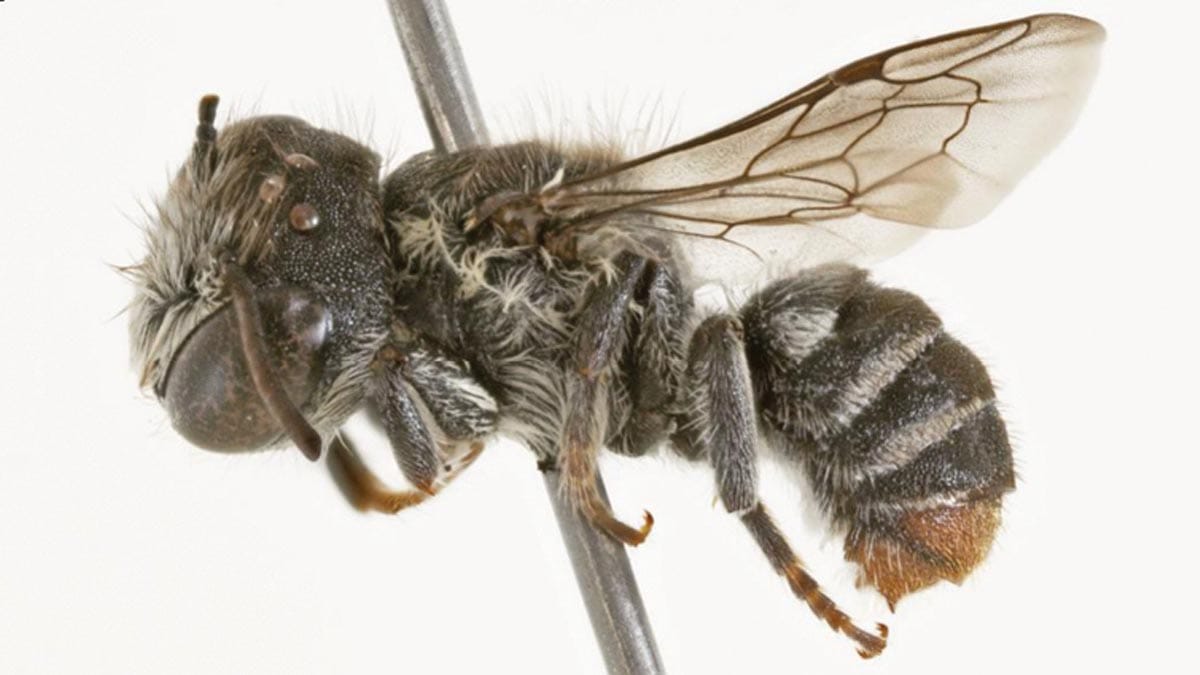 Avustralya da boynuz benzeri çıkıntılara sahip arı türü keşfedildi