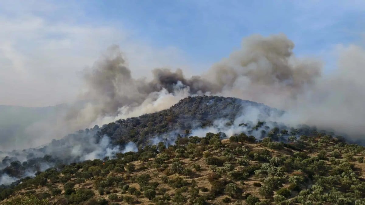 Aydın da orman yangını: Müdahale sürüyor