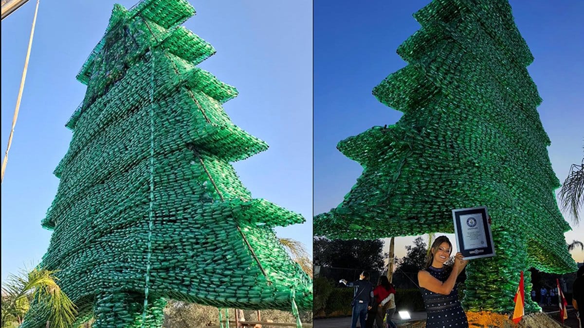 Pet şişeden sedir ağacıyla Guinness e girdi