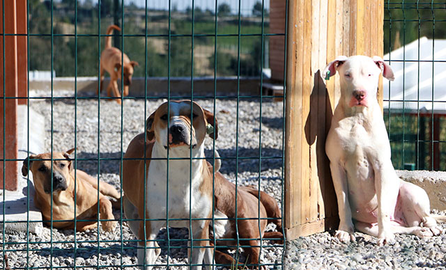 Köpek barınağı yasaklı ırk köpeklerle doldu